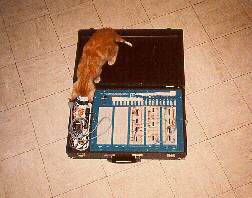 The circuit board which cost kitten Nugget his tail