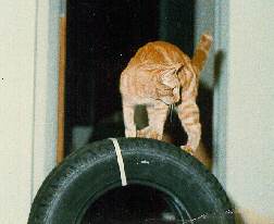 Nugget guarding a tire at Number 6 Club at MIT