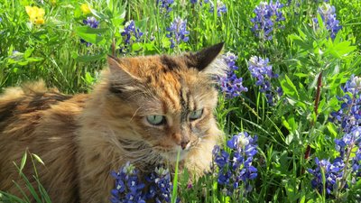 Tasha in Blue Bonnets
