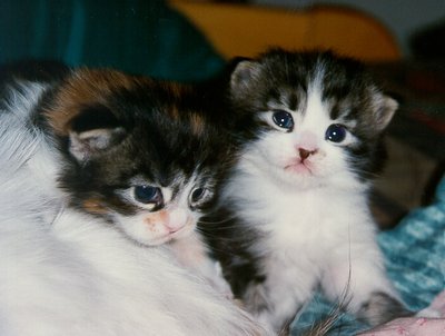 Gowron And Pumpkin Few Days Old